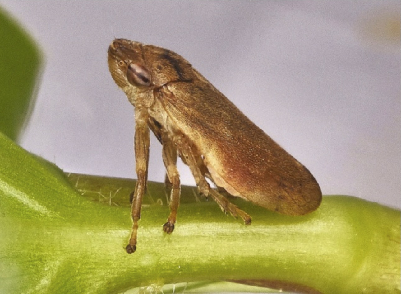 La Cicalina sputacchina (Philaenus spumarius)